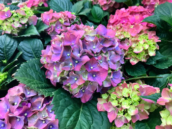 Close-up of fresh pink hydrangea flowers