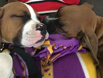 Dog sleeping on sofa