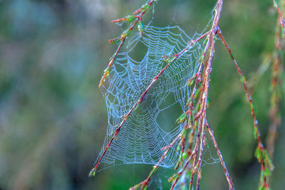 Close-up of spider web on plant