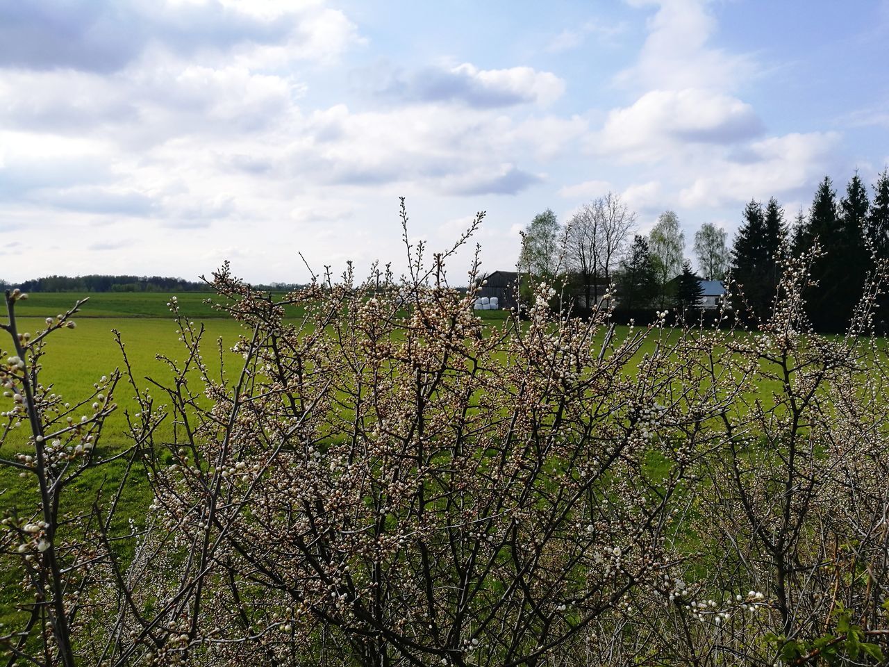 sky, nature, tree, cloud - sky, growth, beauty in nature, no people, tranquility, agriculture, scenics, day, field, outdoors, tranquil scene, rural scene, landscape