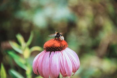 Close-up of bee pollinating on flower