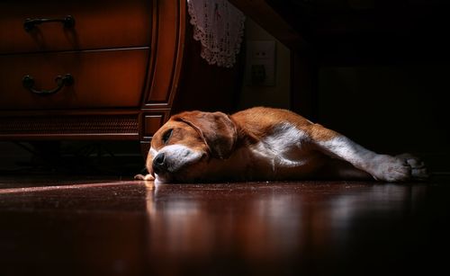 Dog sleeping on floor at home