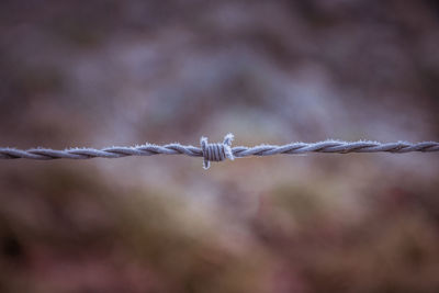 Close-up of barbed wire fence