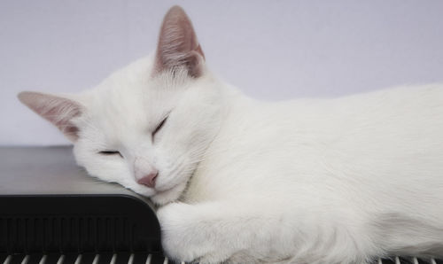 Close-up of cat against white background