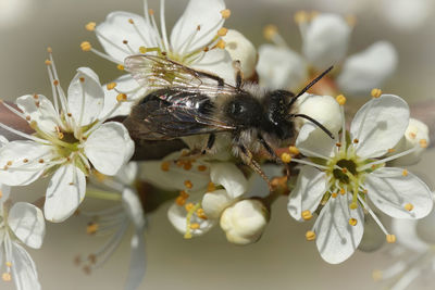 Natural closeup on a male grey-backed mining bee, andrena vaga on a white blackthorn flower