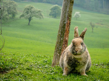 Rabbit in a field