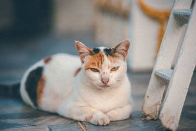 Portrait of cat relaxing outdoors