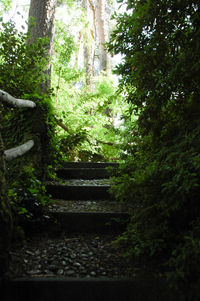 Low angle view of steps amidst trees in forest