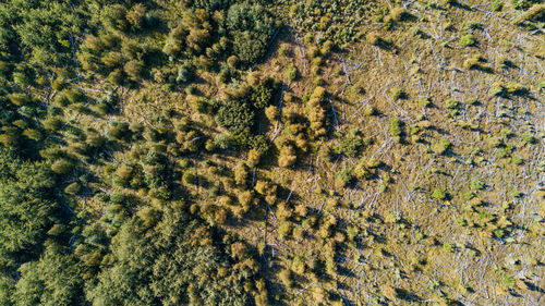 Full frame shot of tree