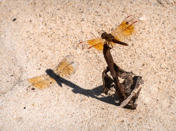 High angle view of moth on sand