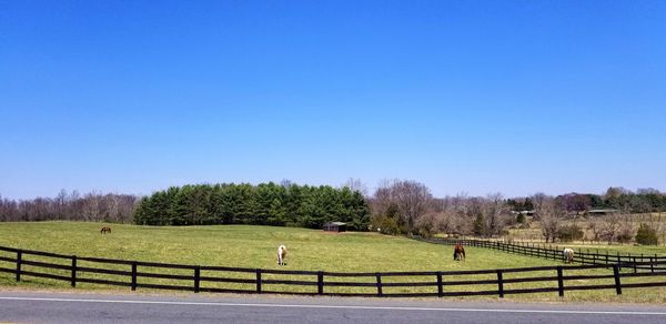 Scenic view of field against clear blue sky