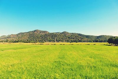 Scenic view of field against clear blue sky