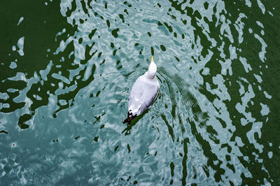 High angle view of duck swimming in lake