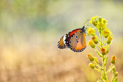 Close-up of butterfly pollinating on flower