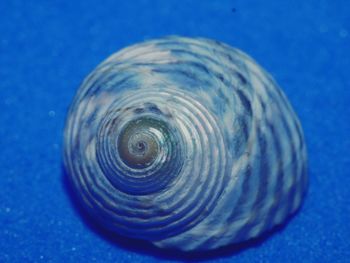 Close-up of seashell on blue sea
