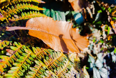 Close-up of autumnal leaves