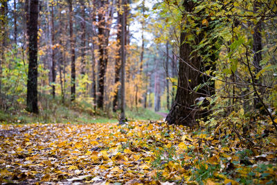 Autumn leaves on trees in forest