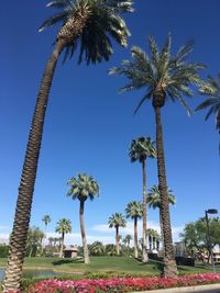 Low angle view of palm tree against clear sky