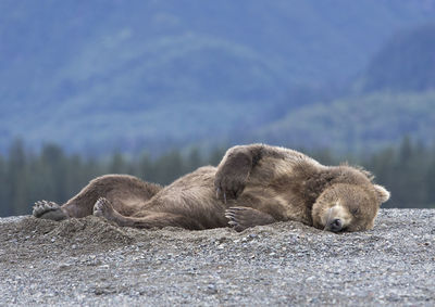 Close-up of bear sleeping against sky