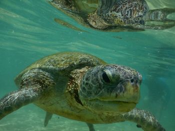 Close-up of turtle swimming in sea