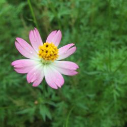 Close-up of pink flower