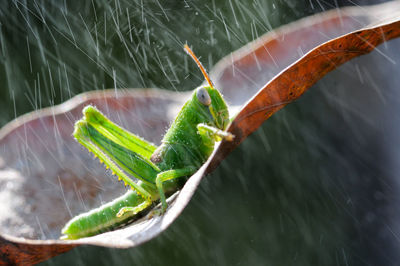 Green grasshopper hanging on the leaf against dark green nature background and raining