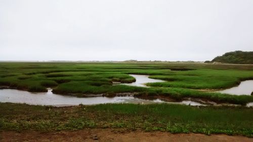 Scenic view of grassy field
