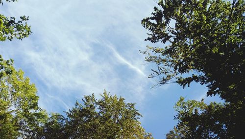 Low angle view of sunlight streaming through trees against sky