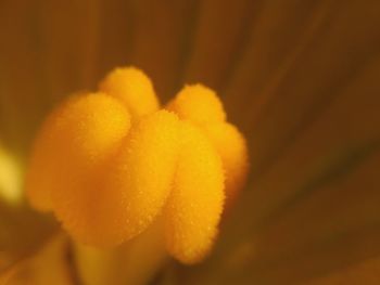 Close-up of yellow flowering plant