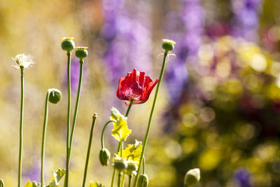 Close-up of purple flowering plant