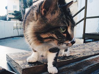 Close-up portrait of a dog