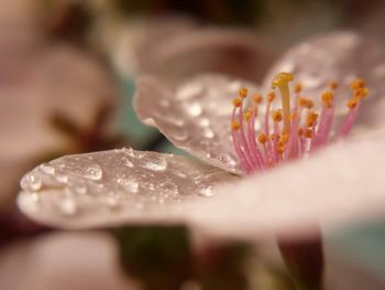 Close-up of water drops on flower