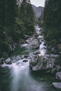 River flowing in forest