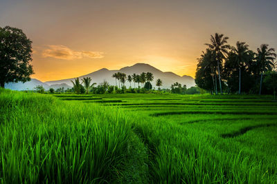 View of indonesia in the morning, village atmosphere of green rice fields