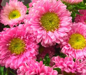 Close-up of pink flower