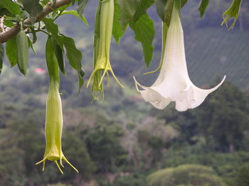 Close-up of plant against blurred background