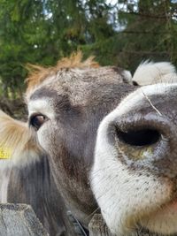 Close-up of a horse