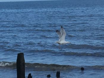 Seagull flying over sea