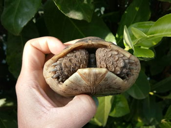 Cropped hand of person holding tortoise against plants