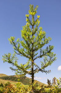 Low angle view of plant against clear blue sky