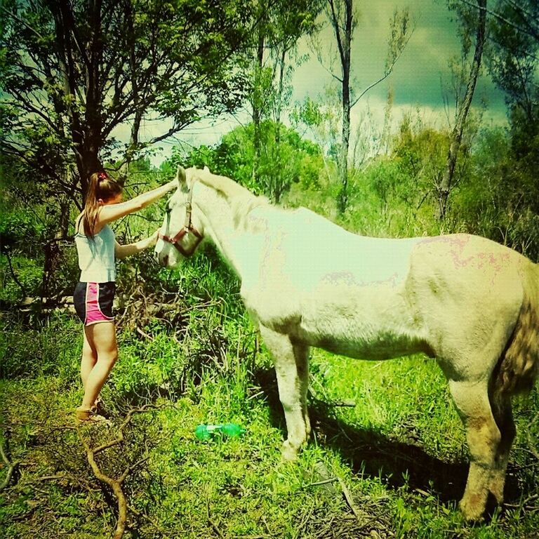 tree, grass, domestic animals, mammal, full length, animal themes, standing, field, green color, one animal, nature, dog, relaxation, landscape, tranquility, plant, day, growth