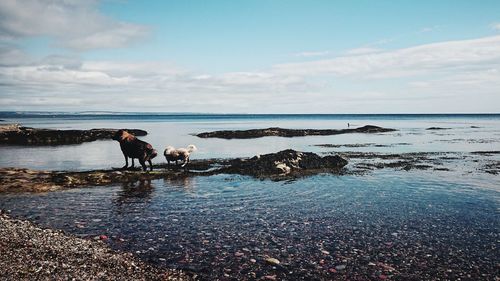 Horses on beach