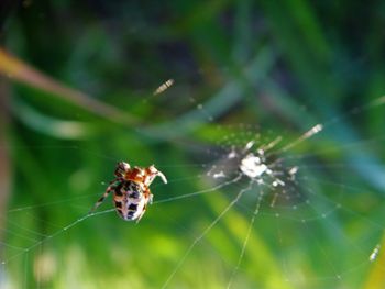 Close-up of spider on web