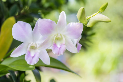 Close-up of purple flowering plant