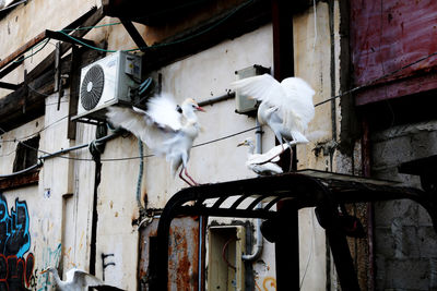 White birds flying against building