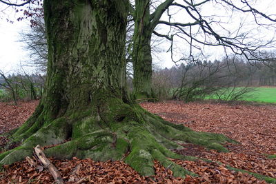 Trees on grassy field