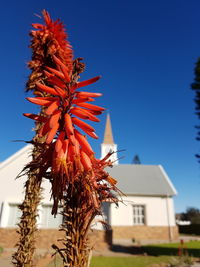 Low angle view of red flowering plant against building