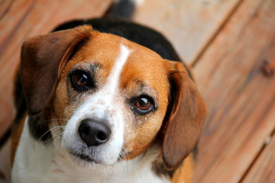 Close-up portrait of dog