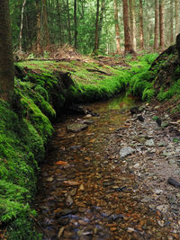 Stream amidst trees in forest