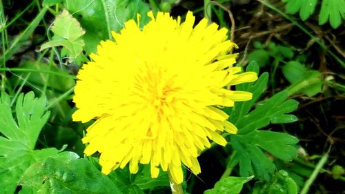 Close-up of yellow flowering plant